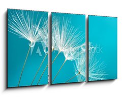 Obraz   Seeds of dandelion flowers with water drops on a blue and turquoise background macro., 90 x 50 cm