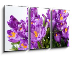 Obraz 3D tdln - 90 x 50 cm F_BS16489898 - crocus flower