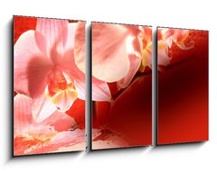 Obraz 3D tdln - 90 x 50 cm F_BS16571895 - Orchid red background