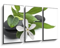 Obraz 3D tdln - 90 x 50 cm F_BS16809014 - Stones with green leafs and white flower - Kameny se zelenmi listy a blm kvtem