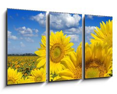 Obraz   Some yellow sunflowers against a wide field and the blue sky, 90 x 50 cm