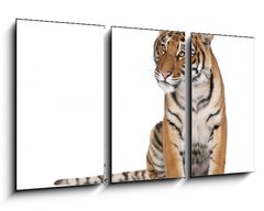 Obraz 3D tdln - 90 x 50 cm F_BS16916235 - Portrait of Bengal Tiger, sitting in front of white background