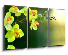 Obraz 3D tdln - 90 x 50 cm F_BS17174555 - Orchidee