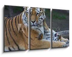 Obraz 3D tdln - 90 x 50 cm F_BS17332495 - Tigermutter mit Kind - Tyg matka s dttem