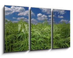 Obraz 3D tdln - 90 x 50 cm F_BS17615257 - Cannabis Hanf Feld