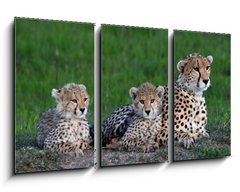 Obraz 3D tdln - 90 x 50 cm F_BS177537572 - Maman gupard et ses 2 petits blottis sur un rocher, dans la savane verte du Parc Masa Mara, au Kenya