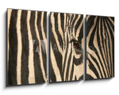 Obraz 3D tdln - 90 x 50 cm F_BS17807790 - Zebra