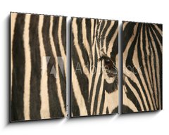 Obraz   Zebra, 90 x 50 cm