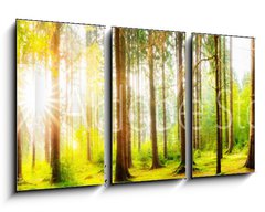 Obraz 3D tdln - 90 x 50 cm F_BS178083347 - Beautiful forest panorama with big trees and bright sun