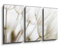 Obraz 3D tdln - 90 x 50 cm F_BS180759298 - Dandelion seed closeup