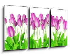 Obraz   tulips, 90 x 50 cm