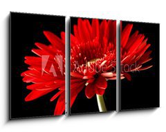 Obraz 3D tdln - 90 x 50 cm F_BS18414597 - Red daisy-gerbera on black background.