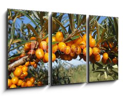 Obraz 3D tdln - 90 x 50 cm F_BS18588117 - Reife Sanddornbeeren im Sonnenschein