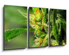 Obraz 3D tdln - 90 x 50 cm F_BS18646563 - Marijuana - Marihuana