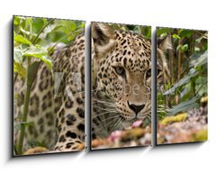 Obraz 3D tdln - 90 x 50 cm F_BS18926181 - Persian Leopard