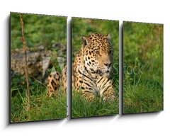 Obraz 3D tdln - 90 x 50 cm F_BS19063802 - Leopard