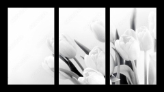 Obraz   White tulips on white background bw, 90 x 50 cm