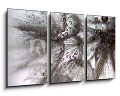 Obraz   TARAXACUM. DIENTE DE LEN, 90 x 50 cm