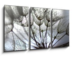 Obraz   TARAXACUM. DIENTE DE LEN, SEMILLAS EN DISPERSIN, POLINIZACIN., 90 x 50 cm