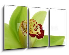 Obraz   Green Cymbidium, 90 x 50 cm