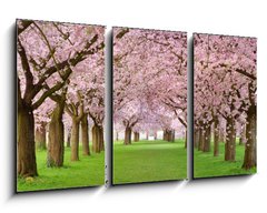Obraz 3D tdln - 90 x 50 cm F_BS19656458 - Kirschgarten in voller Bl te