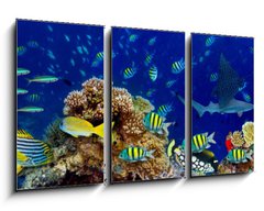 Obraz 3D tdln - 90 x 50 cm F_BS196736176 - colorful wide underwater coral reef panorama banner background with many fishes turtle and marine life / Unterwasser Korallenriff breit Hintergrund