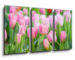 Obraz 3D tdln - 90 x 50 cm F_BS197459924 - Tulip Flower in the Garden.,Nature background. - Tulipn v zahrad., Prodn pozad.