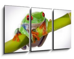 Obraz   Bamboo Frog, 90 x 50 cm