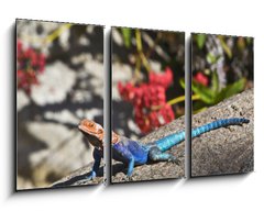 Obraz 3D tdln - 90 x 50 cm F_BS20070115 - Red-headed Rock Agama on rock