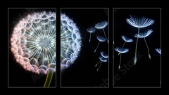 Obraz 3D tdln - 90 x 50 cm F_BS200959544 - Pusteblumen vor schwarzem Hintergrund extremes Querformat