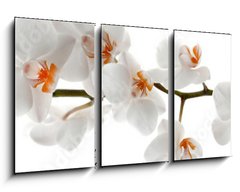 Obraz 3D tdln - 90 x 50 cm F_BS201049079 - Orchid branch with flowers
