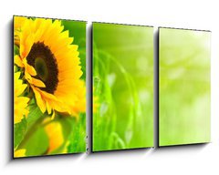 Obraz 3D tdln - 90 x 50 cm F_BS20124033 - nature et nergie - fleurs de tournesols sur fond vert - proda a energie