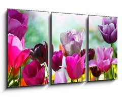 Obraz 3D tdln - 90 x 50 cm F_BS20169360 - Beautiful spring flowers, tulips