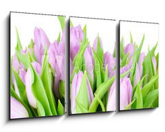 Obraz 3D tdln - 90 x 50 cm F_BS20187394 - Violet tulips isolated on white background