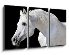 Obraz   white horse isolated on black, 90 x 50 cm