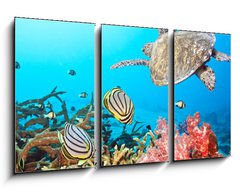 Obraz 3D tdln - 90 x 50 cm F_BS20449790 - Butterflyfishes and turtle - Butterflyfishes a elva
