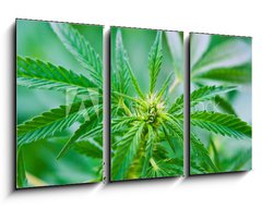 Obraz 3D tdln - 90 x 50 cm F_BS20463346 - Cannabis