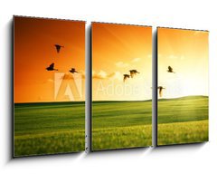 Obraz 3D tdln - 90 x 50 cm F_BS20504008 - field of grass and flying birds - pole trvy a ltajcch ptk