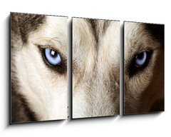 Obraz   Close view of blue eyes of an Husky or Eskimo dog., 90 x 50 cm