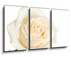 Obraz   white rose isolated, 90 x 50 cm