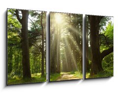 Obraz 3D tdln - 90 x 50 cm F_BS20949064 - Sunlight trough cedars path at Cheverny Chateau park. France