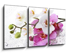 Obraz 3D tdln - 90 x 50 cm F_BS212597911 - Beyaz ve Pembe Orkide Panoramik