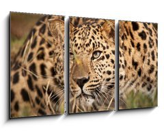 Obraz 3D tdln - 90 x 50 cm F_BS21374937 - Leopard Hunting