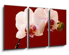 Obraz   orchid on red background, 90 x 50 cm