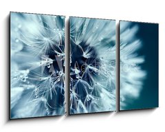 Obraz 3D tdln - 90 x 50 cm F_BS218536991 - Macro shot of dandelion with water drops