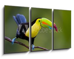 Obraz 3D tdln - 90 x 50 cm F_BS22186231 - Keel Billed Toucan, from Central America.