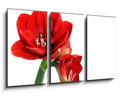 Obraz 3D tdln - 90 x 50 cm F_BS22252623 - Amaryllis flower