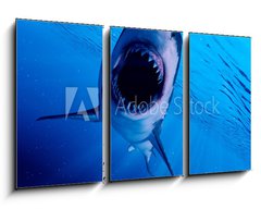 Obraz 3D tdln - 90 x 50 cm F_BS222972216 - 3d rendered illustration of a great white shark