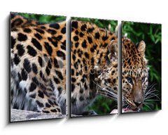 Obraz 3D tdln - 90 x 50 cm F_BS22387623 - Amur Leopard eating meat