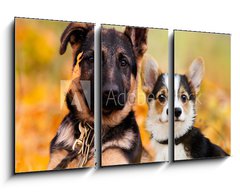 Obraz 3D tdln - 90 x 50 cm F_BS230586450 - puppy german shepherd and welsh corgi in autumn leaves